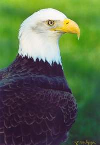 Photo by Karen MacGregor